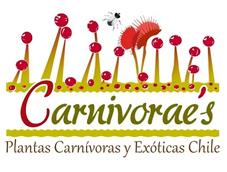 Carnivoraes